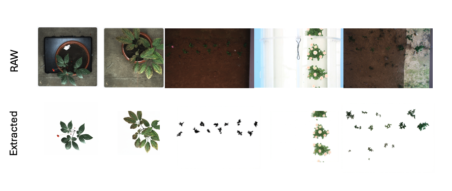 Examples of source plant images and AI-generated white-background outputs